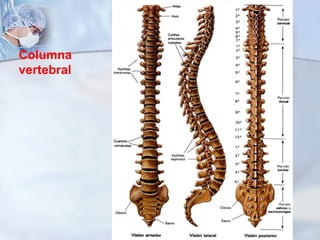 Columna  vertebral 
