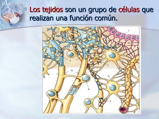Los tejidos  son un grupo de  células  que realizan una función común.  