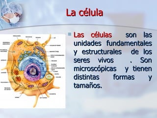 La célula Las células   son las unidades fundamentales y estructurales  de los seres vivos  . Son microscópicas  y tienen distintas formas y tamaños. 
