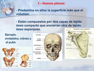 1.- Huesos planos :   Predomina en ellos la superficie más que el volumen.  Están compuestos por dos capas de tejido óseo compacto que encierran otra de tejido óseo esponjoso. Ejemplo:  omóplatos, cráneo y el pubis   