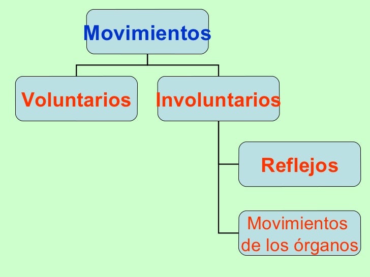 Sistema locomotor