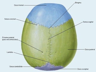 Professora Bárbara Lemos

14

 