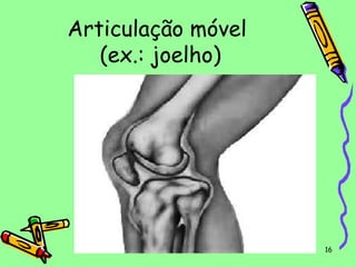 Articulação móvel
(ex.: joelho)

Professora Bárbara Lemos

16

 