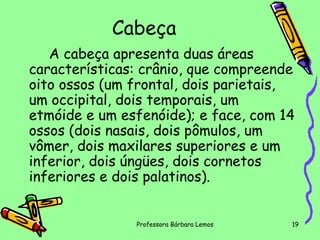 Cabeça
A cabeça apresenta duas áreas
características: crânio, que compreende
oito ossos (um frontal, dois parietais,
um occipital, dois temporais, um
etmóide e um esfenóide); e face, com 14
ossos (dois nasais, dois pômulos, um
vômer, dois maxilares superiores e um
inferior, dois úngües, dois cornetos
inferiores e dois palatinos).
Professora Bárbara Lemos

19

 