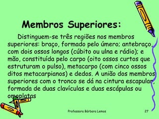 Membros Superiores:
Distinguem-se três regiões nos membros
superiores: braço, formado pelo úmero; antebraço,
com dois ossos longos (cúbito ou ulna e rádio); e
mão, constituída pelo carpo (oito ossos curtos que
estruturam o pulso), metacarpo (com cinco ossos
ditos metacarpianos) e dedos. A união dos membros
superiores com o tronco se dá na cintura escapular,
formada de duas clavículas e duas escápulas ou
omoplatas
Professora Bárbara Lemos

27

 