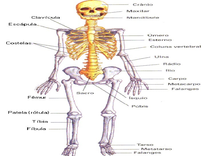 Sistema Locomotor Humano