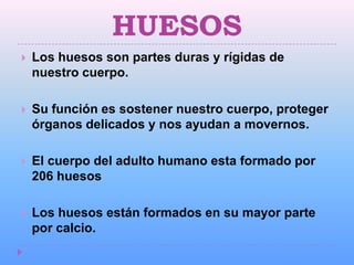 HUESOS
   Los huesos son partes duras y rígidas de
    nuestro cuerpo.

   Su función es sostener nuestro cuerpo, proteger
    órganos delicados y nos ayudan a movernos.

   El cuerpo del adulto humano esta formado por
    206 huesos

   Los huesos están formados en su mayor parte
    por calcio.
 
