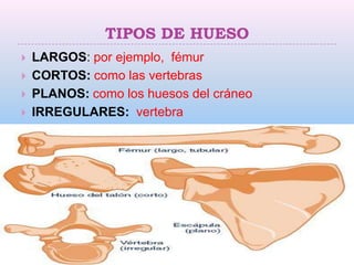 TIPOS DE HUESO
   LARGOS: por ejemplo, fémur
   CORTOS: como las vertebras
   PLANOS: como los huesos del cráneo
   IRREGULARES: vertebra
 