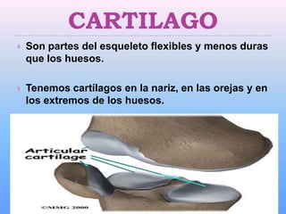 CARTILAGO
   Son partes del esqueleto flexibles y menos duras
    que los huesos.

   Tenemos cartílagos en la nariz, en las orejas y en
    los extremos de los huesos.

 