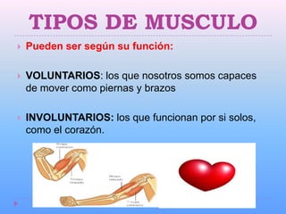 TIPOS DE MUSCULO
   Pueden ser según su función:

   VOLUNTARIOS: los que nosotros somos capaces
    de mover como piernas y brazos

   INVOLUNTARIOS: los que funcionan por si solos,
    como el corazón.
 
