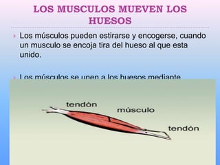 LOS MUSCULOS MUEVEN LOS
               HUESOS
   Los músculos pueden estirarse y encogerse, cuando
    un musculo se encoja tira del hueso al que esta
    unido.

   Los músculos se unen a los huesos mediante
    tendones.
 