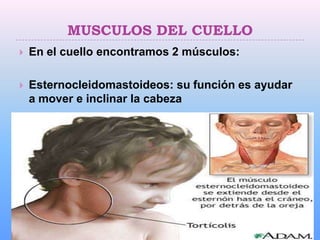 MUSCULOS DEL CUELLO
   En el cuello encontramos 2 músculos:

   Esternocleidomastoideos: su función es ayudar
    a mover e inclinar la cabeza
 