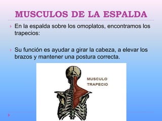 MUSCULOS DE LA ESPALDA
   En la espalda sobre los omoplatos, encontramos los
    trapecios:

   Su función es ayudar a girar la cabeza, a elevar los
    brazos y mantener una postura correcta.
 