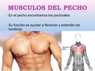 MUSCULOS DEL PECHO
   En el pecho encontramos los pectorales:

   Su función es ayudar a flexionar y extender los
    hombros


 