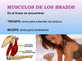 MUSCULOS DE LOS BRAZOS
   En el brazo se encuentran

   TRICEPS: sirve para extender los brazos

   BICEPS: sirve para contraerlos
 