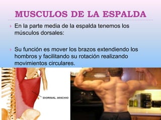 MUSCULOS DE LA ESPALDA
   En la parte media de la espalda tenemos los
    músculos dorsales:

   Su función es mover los brazos extendiendo los
    hombros y facilitando su rotación realizando
    movimientos circulares.
 