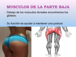 MUSCULOS DE LA PARTE BAJA
   Debajo de los músculos dorsales encontramos los
    glúteos:

   Su función es ayudar a mantener una postura
    erguida.
 