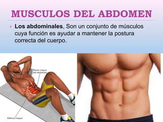 MUSCULOS DEL ABDOMEN
   Los abdominales, Son un conjunto de músculos
    cuya función es ayudar a mantener la postura
    correcta del cuerpo.
 