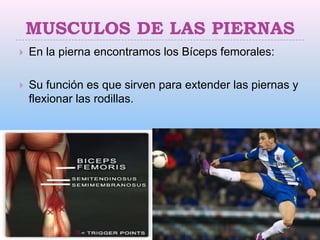 MUSCULOS DE LAS PIERNAS
   En la pierna encontramos los Bíceps femorales:

   Su función es que sirven para extender las piernas y
    flexionar las rodillas.
 