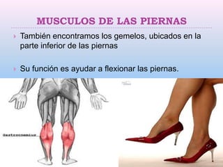 MUSCULOS DE LAS PIERNAS
   También encontramos los gemelos, ubicados en la
    parte inferior de las piernas

   Su función es ayudar a flexionar las piernas.
 
