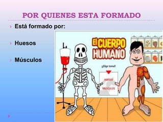 POR QUIENES ESTA FORMADO
   Está formado por:

   Huesos

   Músculos
 