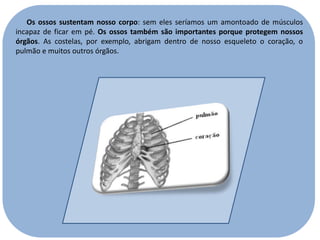 Os ossos sustentam nosso corpo: sem eles seríamos um amontoado de músculos
incapaz de ficar em pé. Os ossos também são importantes porque protegem nossos
órgãos. As costelas, por exemplo, abrigam dentro de nosso esqueleto o coração, o
pulmão e muitos outros órgãos.

 