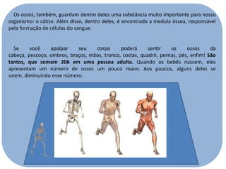 Os ossos, também, guardam dentro deles uma substância muito importante para nosso
organismo: o cálcio. Além disso, dentro deles, é encontrada a medula óssea, responsável
pela formação de células do sangue.

Se
você
apalpar
seu
corpo
poderá
sentir
os
ossos
da
cabeça, pescoço, ombros, braços, mãos, tronco, costas, quadril, pernas, pés, enfim! São
tantos, que somam 206 em uma pessoa adulta. Quando os bebês nascem, eles
apresentam um número de ossos um pouco maior. Aos poucos, alguns deles se
unem, diminuindo esse número.

 