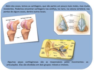Além dos ossos, temos as cartilagens, que são partes um pouco mais moles, mas muito
resistentes. Podemos encontrar cartilagens nas orelhas, no nariz, na coluna vertebral, nas
pontas de alguns ossos, dentre outros locais.

Algumas peças cartilaginosas são as responsáveis pelos movimentos: as
articulações. Elas são divididas em dois grupos: móveis e imóveis.

 