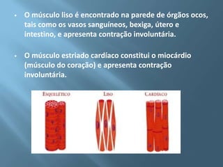 

O músculo liso é encontrado na parede de órgãos ocos,
tais como os vasos sanguíneos, bexiga, útero e
intestino, e apresenta contração involuntária.



O músculo estriado cardíaco constitui o miocárdio
(músculo do coração) e apresenta contração
involuntária.

 