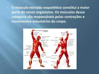 

O músculo estriado esquelético constitui a maior
parte do nosso organismo. Os músculos dessa
categoria são responsáveis pelas contrações e
movimentos voluntários do corpo.

 