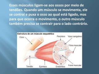 Esses músculos ligam-se aos ossos por meio de
tendões. Quando um músculo se movimenta, ele
se contrai e puxa o osso ao qual está ligado, mas
para que ocorra o movimento, o outro músculo
também precisa se contrair para o lado contrário.

 