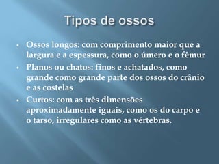 





Ossos longos: com comprimento maior que a
largura e a espessura, como o úmero e o fêmur
Planos ou chatos: finos e achatados, como
grande como grande parte dos ossos do crânio
e as costelas
Curtos: com as três dimensões
aproximadamente iguais, como os do carpo e
o tarso, irregulares como as vértebras.

 