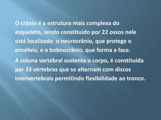 O crânio é a estrutura mais complexa do
esqueleto, sendo constituído por 22 ossos nele
está localizado o neurocrânio, que protege o
encéfalo, e o bobnocrânio, que forma a face.
A coluna vertebral sustenta o corpo, é constituída
por 33 vértebras que se alternam com discos
intervertebrais permitindo flexibilidade ao tronco.

 