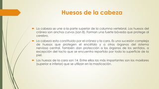 Huesos de la cabeza
 La cabeza se une a la parte superior de la columna vertebral. Los huesos del
cráneo son anchos curvos (son 8). Forman una fuerte bóveda que protege al
cerebro.
 La cabeza esta constituida por el cráneo y la cara. Es una sucesión compleja
de huesos que protegen el encéfalo y a otros órganos del sistema
nervioso central. También dan protección a los órganos de los sentidos, a
excepción del tacto que se encuentra repartido por toda la superficie de la
piel.
 Los huesos de la cara son 14. Entre ellos los más importantes son los maxilares
(superior e inferior) que se utilizan en la masticación.
 