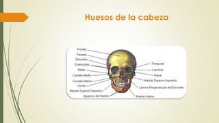 Huesos de la cabeza
 