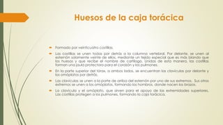Huesos de la caja torácica
 Formado por veinticuatro costillas.
 Las costillas se unen todas por detrás a la columna vertebral. Por delante, se unen al
esternón solamente veinte de ellas, mediante un tejido especial que es más blando que
los huesos y que recibe el nombre de cartílago. Unidas de esta manera, las costillas
forman una jaula protectora para el corazón y los pulmones.
 En la parte superior del tórax, a ambos lados, se encuentran las clavículas por delante y
los omóplatos por detrás.
 Las clavículas se unen a la parte de arriba del esternón por uno de sus extremos. Sus otros
extremos se unen a los omóplatos, formando los hombros, donde nacen los brazos.
 La clavícula y el omóplato, que sirven para el apoyo de las extremidades superiores.
Las costillas protegen a los pulmones, formando la caja torácica.
 