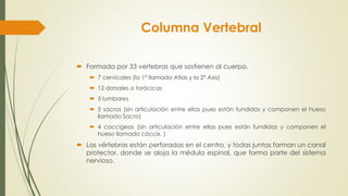 Columna Vertebral
 Formada por 33 vertebras que sostienen al cuerpo.
 7 cervicales (la 1ª llamada Atlas y la 2ª Axis)
 12 dorsales o torácicas
 5 lumbares
 5 sacras (sin articulación entre ellas pues están fundidas y componen el hueso
llamado Sacro)
 4 coccígeas (sin articulación entre ellas pues están fundidas y componen el
hueso llamado cóccix. )
 Las vértebras están perforadas en el centro, y todas juntas forman un canal
protector, donde se aloja la médula espinal, que forma parte del sistema
nervioso.
 