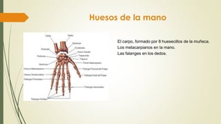 Huesos de la mano
El carpo, formado por 8 huesecillos de la muñeca.
Los metacarpianos en la mano.
Las falanges en los dedos.
 