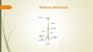 Huesos del brazo
 