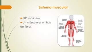Sistema muscular
605 músculos
Un músculo es un haz
de fibras.
 