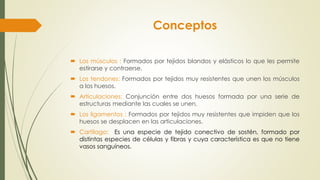 Conceptos
 Los músculos : Formados por tejidos blandos y elásticos lo que les permite
estirarse y contraerse.
 Los tendones: Formados por tejidos muy resistentes que unen los músculos
a los huesos.
 Articulaciones: Conjunción entre dos huesos formada por una serie de
estructuras mediante las cuales se unen.
 Los ligamentos : Formados por tejidos muy resistentes que impiden que los
huesos se desplacen en las articulaciones.
 Cartílago: Es una especie de tejido conectivo de sostén, formado por
distintas especies de células y fibras y cuya característica es que no tiene
vasos sanguíneos.
 