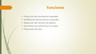 Funciones
 Producción de movimientos corporales
 Estabilización de las posturas corporales
 Regulación del volumen de órganos
 Movimiento de sustancias en el cuerpo
 Producción de calor.
 