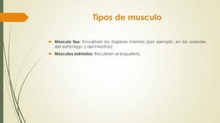 Tipos de musculo
 Músculo liso: Envuelven los órganos internos (por ejemplo, en las paredes
del estómago y del intestino)
 Músculos estriados: Recubren el esqueleto.
 