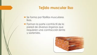 Tejido muscular liso
 Se forma por fibrillas musculares
lisas.
 Forman la parte contráctil de la
pared de diversos órganos que
requieren una contracción lenta
y sostenida.
 