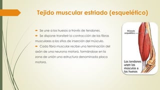 Tejido muscular estriado (esquelético)
 Se une a los huesos a través de tendones.
 Se dispone transferir la contracción de las fibras
musculares a los sitios de inserción del músculo.
 Cada fibra muscular recibe una terminación del
axón de una neurona motora, formándose en la
zona de unión una estructura denominada placa
motora.
 