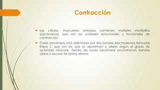 Contracción
 Las células, musculares estriadas contienen múltiples miofibrillas
(sarcómeras), que son las unidades estructurales y funcionales de
contracción.
 Cada sarcómera está delimitada por dos bandas electrodensas llamadas
líneas Z, que son las que se aproximan o alejan según el grado de
actividad muscular. Dentro de cada sarcómera encontramos bandas
claras y oscuras de forma alterna.
 