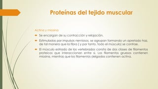 Proteínas del tejido muscular
Actina y miosina
 Se encargan de su contracción y relajación.
 Estimuladas por impulsos nerviosos, se agrupan formando un apretado haz,
de tal manera que la fibra ( y por tanto, todo el músculo) se contrae.
 El músculo estriado de los vertebrados consta de dos clases de filamentos
proteicos que interaccionan entre si. Los filamentos gruesos contienen
miosina, mientras que los filamentos delgados contienen actina.
 