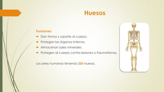 Huesos
Funciones:
 Dan forma y soporte al cuerpo.
 Protegen los órganos internos.
 Almacenan sales minerales.
 Protegen al cuerpo contra lesiones o traumatismos.
Los seres humanos tenemos 206 huesos.
 