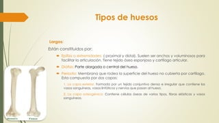 Tipos de huesos
Largos:
Están constituidos por:
 Epífisis o extremidades: ( proximal y distal). Suelen ser anchos y voluminosos para
facilitar la articulación. Tiene tejido óseo esponjoso y cartílago articular.
 Diáfisis: Parte alargada o central del hueso.
 Periostio: Membrana que rodea la superficie del hueso no cubierta por cartílago.
Esta compuesta por dos capas:
1. La capa exterior: Formada por un tejido conjuntivo denso e irregular que contiene los
vasos sanguíneos, vasos linfáticos y nervios que pasan al hueso.
2. La capa osteogénica: Contiene células óseas de varios tipos, fibras elásticas y vasos
sanguíneos.
 