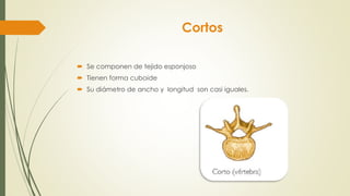 Cortos
 Se componen de tejido esponjoso
 Tienen forma cuboide
 Su diámetro de ancho y longitud son casi iguales.
 